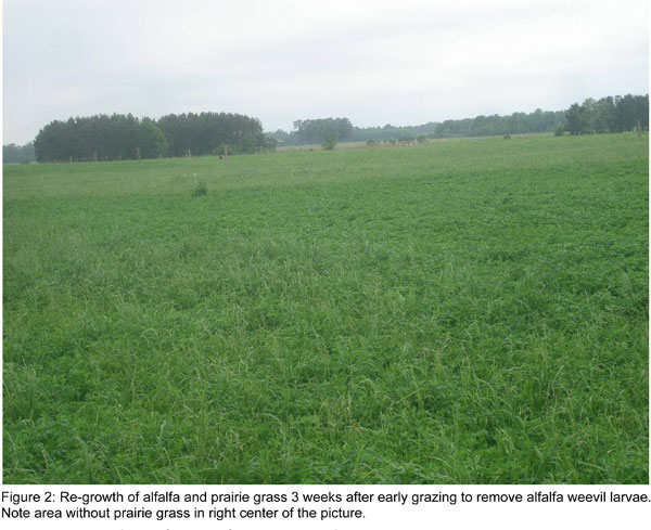 Observations on alfalfa _alfalfa_2